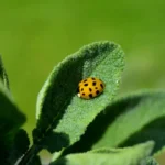 Insetti utili in giardino: ecco quali non eliminare
