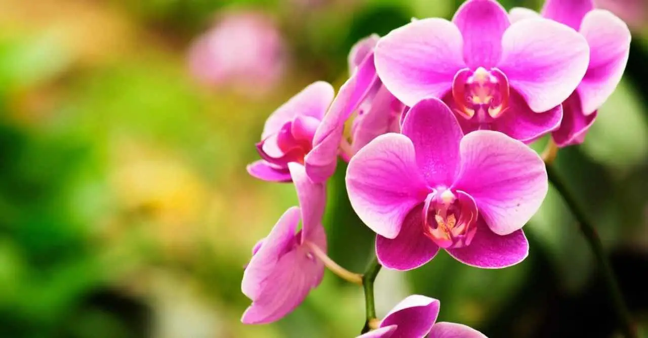Il segreto dei giardinieri esperti: ecco come far rifiorire le orchidee spente